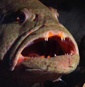 Tiger Grouper
